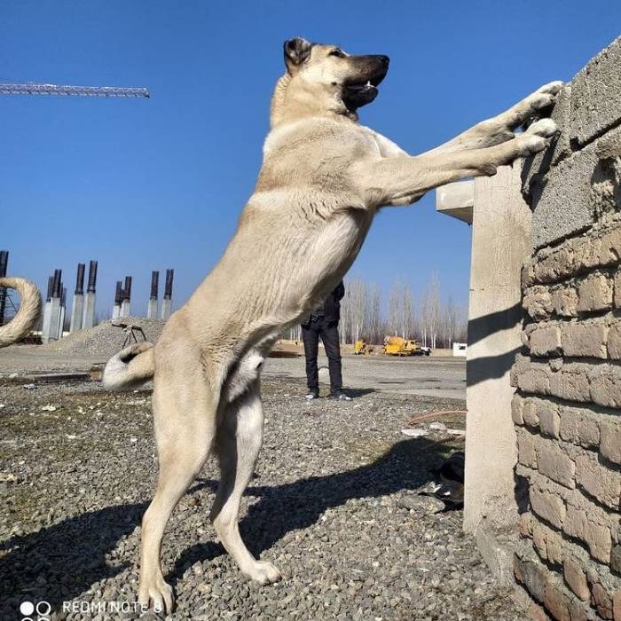 آشنایی با سگ سراب